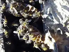 abejas 003
