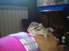 ardi Reina y su cria machito