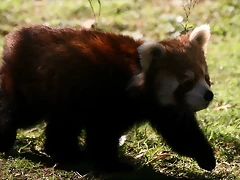 Zoo de Barcelona 04-12-2010 1680