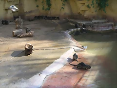 Zoo de Barcelona 04-12-2010 1561