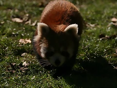 Zoo de Barcelona 04-12-2010 1748