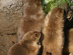 Zoo de Barcelona 04-12-2010 1652