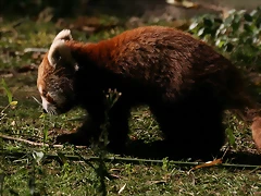 Zoo de Barcelona 04-12-2010 1729