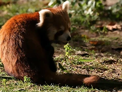 Zoo de Barcelona 04-12-2010 1719
