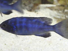 Placidochromis phenochilus (5-8-17 Zoo Zajac, det yo) Placidochromis phenochilus (5-8-17 Zoo Zajac, det yo)