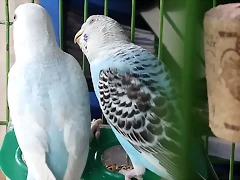 IMG-20190317-WA0008
