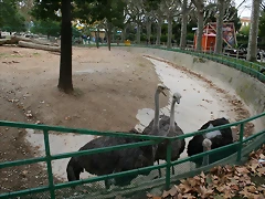 Zoo de Barcelona 01-11-10 211 Zoo de Barcelona 01-11-10 211