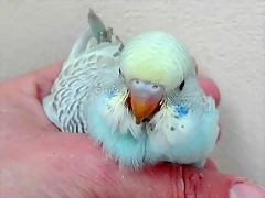 pollo1a