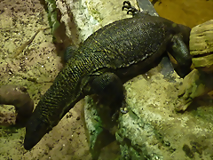 Varanus rudicollis 3 (19-7-23 Akvariet i Bergen) Varanus rudicollis 3 (19-7-23 Akvariet i Bergen)