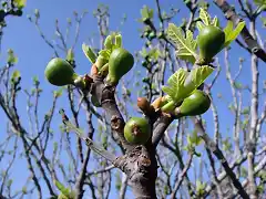 hojas y fruto