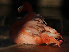 Zoo de Barcelona 16-02-12 160 Zoo de Barcelona 16-02-12 160