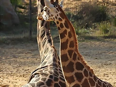 Zoo de Barcelona 16-02-12 223 Zoo de Barcelona 16-02-12 223