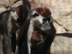 Zoo de Barcelona 16-02-12 029 Zoo de Barcelona 16-02-12 029