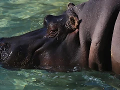 Zoo de Barcelona 16-02-12 174 Zoo de Barcelona 16-02-12 174