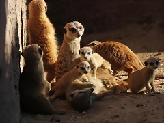 Zoo de Barcelona 16-02-12 105 Zoo de Barcelona 16-02-12 105