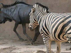 Zoo de Barcelona 383 Zoo de Barcelona 383