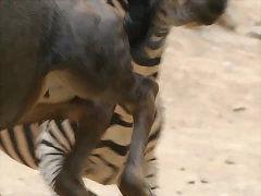 Zoo de Barcelona 403
