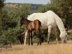 34, madre e hijo, marca