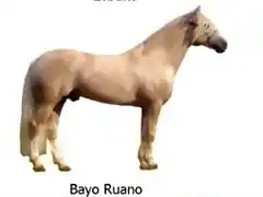 1 Bayo Ruano