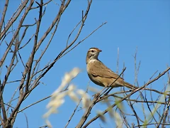 leñatero leñatero