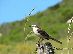 calandria calandria