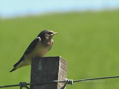 golondrina tijerita golondrina tijerita