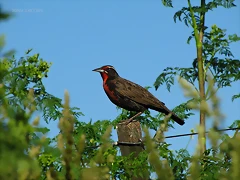 sturnella loyca sturnella loyca