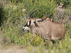 Zoo Lunaret + Sigean 18 i 19-09-10 2428 Zoo Lunaret + Sigean 18 i 19-09-10 2428