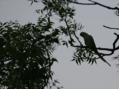 IMG_2695 IMG_2695