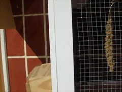 Jaula nido 1