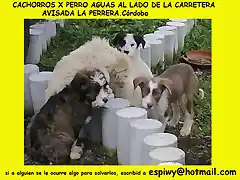 5 cachorros CRDOBA