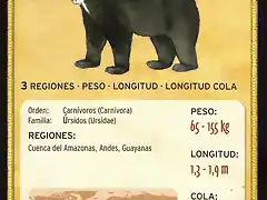 oso andino