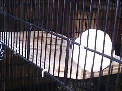 jaula de Reina (2)