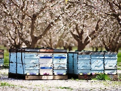 Bees-in-orchard