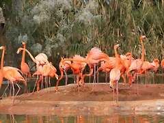 Zoo de Barcelona 03-03-12 250 Zoo de Barcelona 03-03-12 250
