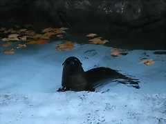 Zoo de Barcelona 25-11-10 489 Zoo de Barcelona 25-11-10 489