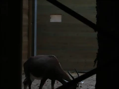 Zoo de Barcelona 25-11-10 580 Zoo de Barcelona 25-11-10 580
