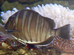 Acanthurus polyzona