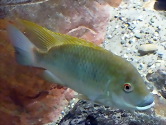 Tilapia camerunensis (27-9-18 Zoo Antwerpen, det as Coptodon c.) Tilapia camerunensis (27-9-18 Zoo Antwerpen, det as Coptodon c.)