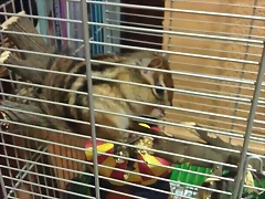 PIPO COMIENDO