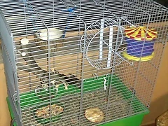 DORMIDITO