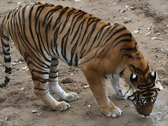 Zoo Lyon + Safari Peaugres febrer 2011 1958 Zoo Lyon + Safari Peaugres febrer 2011 1958