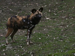 Zoo Lyon + Safari Peaugres febrer 2011 1996 Zoo Lyon + Safari Peaugres febrer 2011 1996