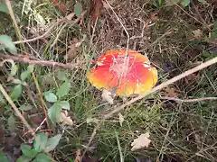 Amanita