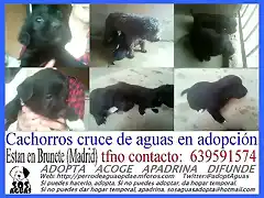 CACHORROS BRUNETE