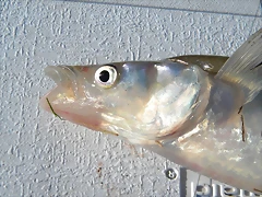 DSCN6448