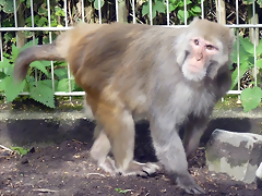 Macaca mulatta 2 (21-9-18 Best zoo)