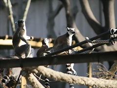 Zoo Barcelona 31-12-07 173 Zoo Barcelona 31-12-07 173