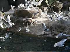 Zoo Barcelona 31-12-07 187 Zoo Barcelona 31-12-07 187