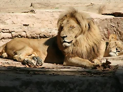 Zoo Barcelona 14-10-07 095 Zoo Barcelona 14-10-07 095